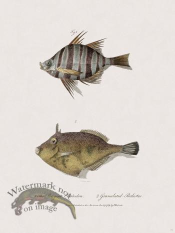 39 New Holland Caffowary